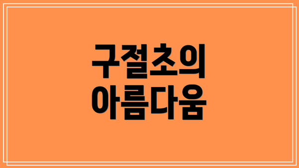 구절초의 아름다움