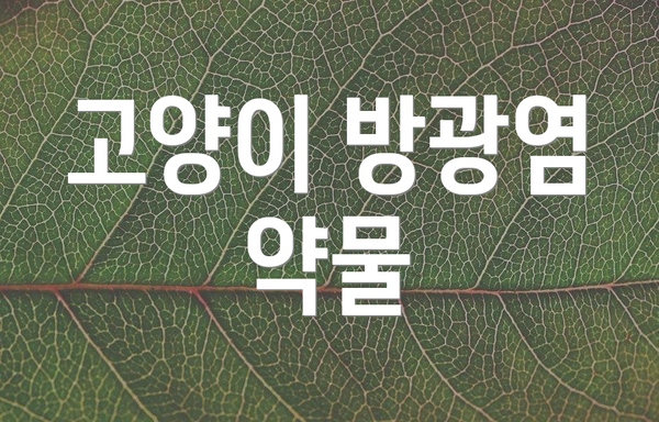 고양이 방광염 약물